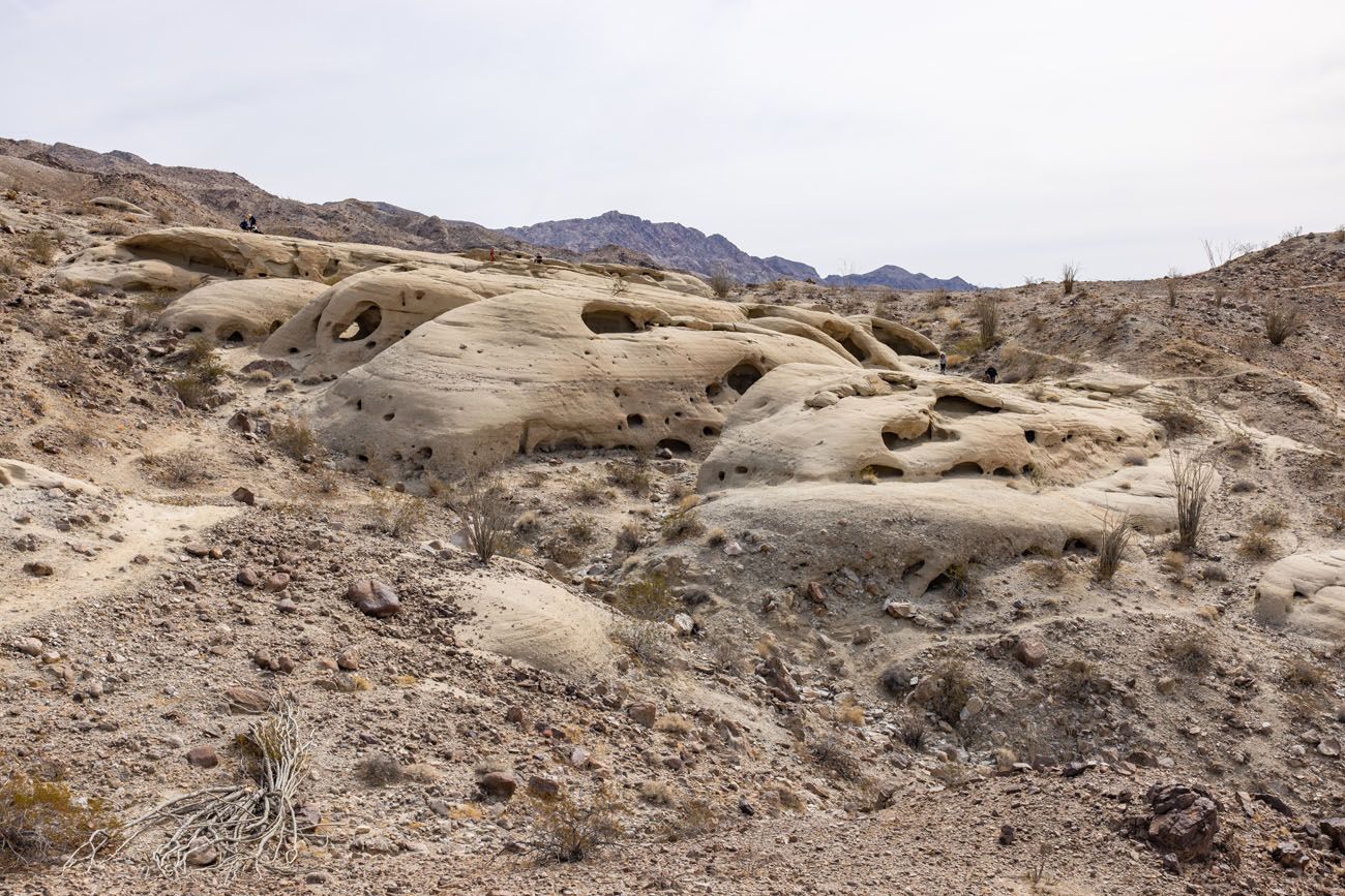 San Diego Deserts.