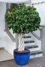 ficus benjamina